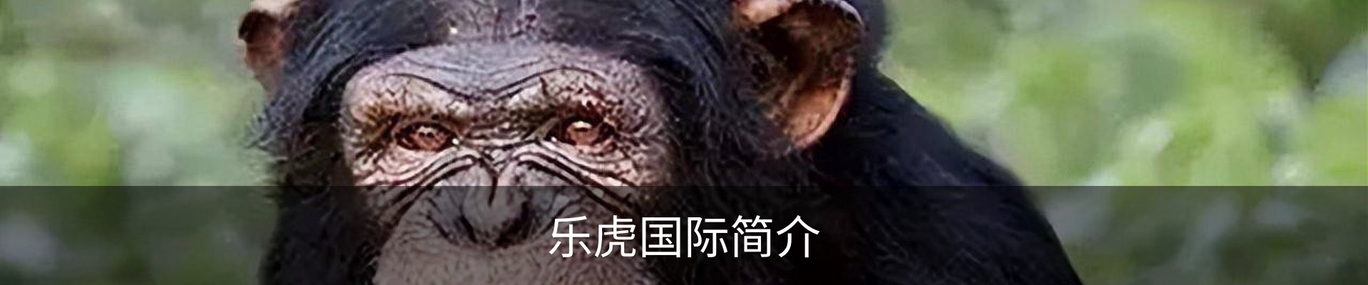 乐虎国际简介